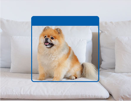 Smart AI detects a pet