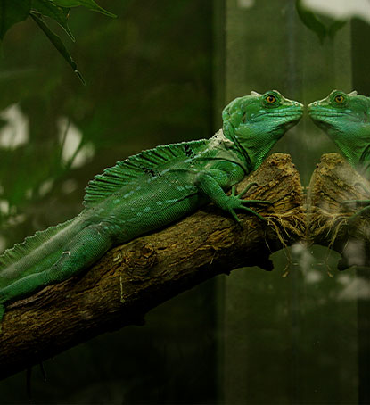 a green reptile tank on the tree