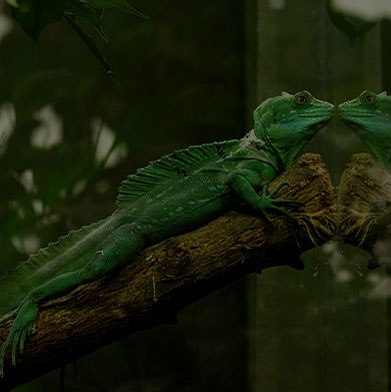 Reptile Tank